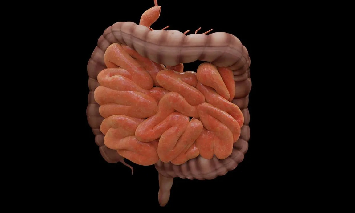 digital representation of intestines