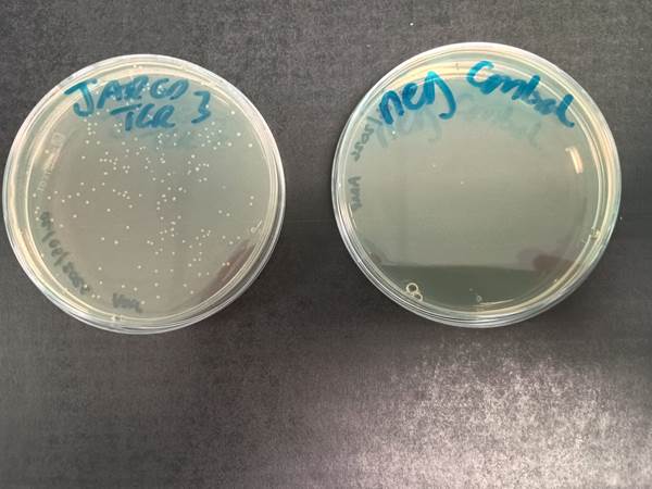 lab samples in petri dishes